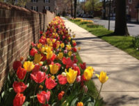 Tulips planted on Tanner Street